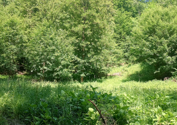 Predaj, ZNÍŽENÁ CENA - pozemok pod lesom s potôčikom, Podhradie,  Martin, 1763m2