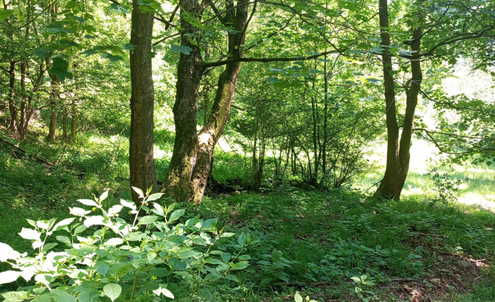 Na predaj: Pozemok pre dobrodruha alebo človeka s vlastnou víziou, Podhradie,  Martin, 1763m2 - fotografia 3