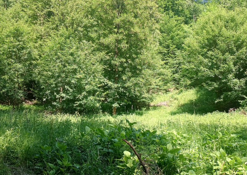Predaj - pozemok pod lesom s potôčikom, Podhradie,  Martin, 1763m2